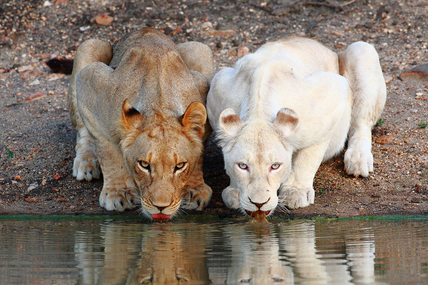 oroszlán, fehér oroszlán