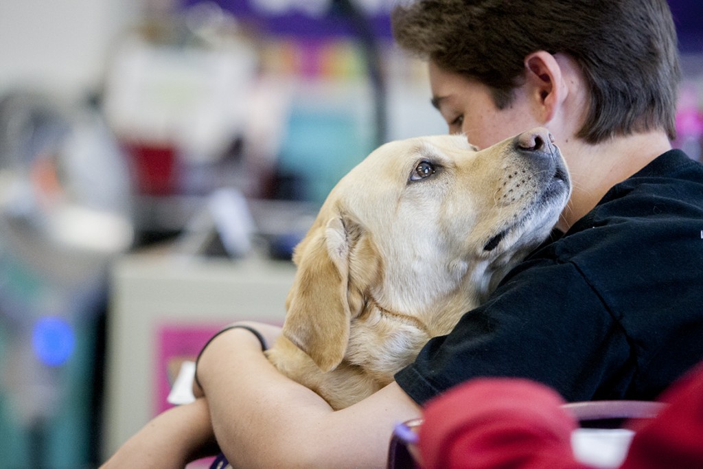 Jake Seff, a sixth grader at Sinagua middle school, gives a hug and a kiss to his service dog Quake, a female yellow lab, during Mrs. Morgan's English class. Quake has been with Seff for a year and half helping him maintain his blood sugar for his diabetes. When Seff has high blood sugar Quake will give him a high five and when it is low she will bow. Photo by Sean Ryan