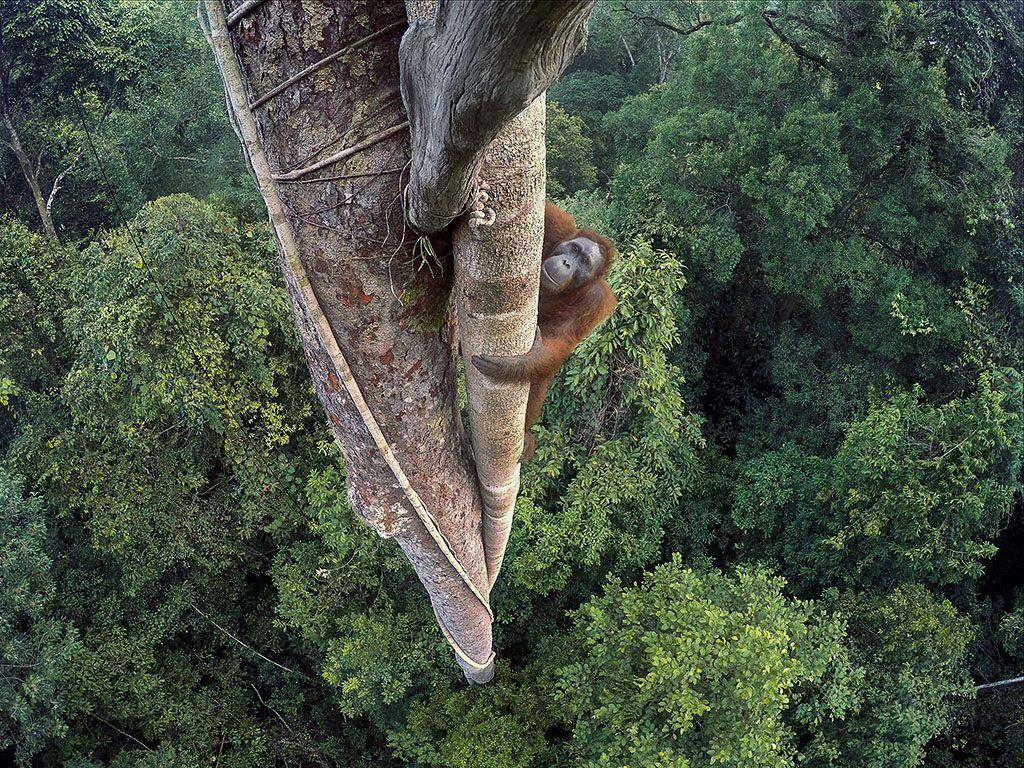 An endangered young male Bornean Orangutan climbs over 30 meters up a tree deep in the rain forest of Gunung Palung National Park, West Kalimantan, Indonesia (Island of Borneo).