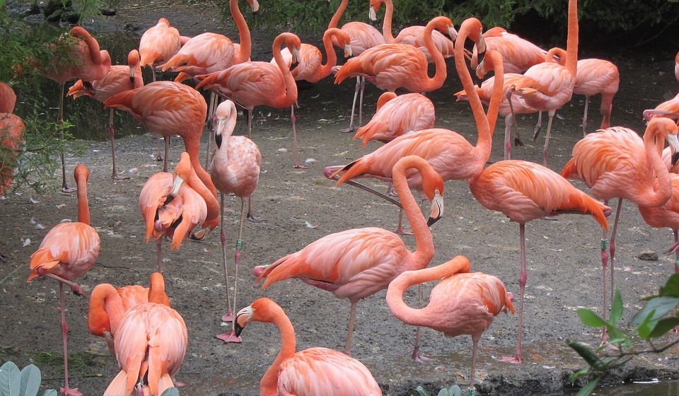 Te tudod miért áll fél lábon a flamingó? | ZooZoo Portál