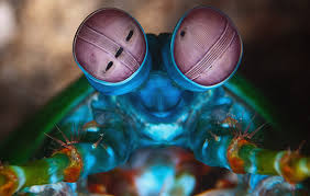 A sáskarákok tökéletes látása segít a kutatóknak időben észrevenni a rák első jeleit | hu