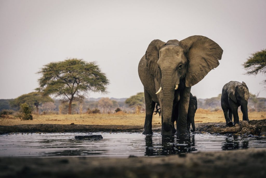 elefántok tudják ismeri a munkalap daf