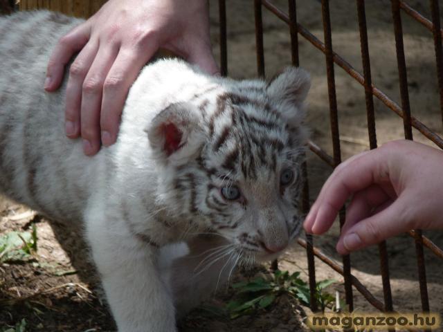 tigris, fehér tigris