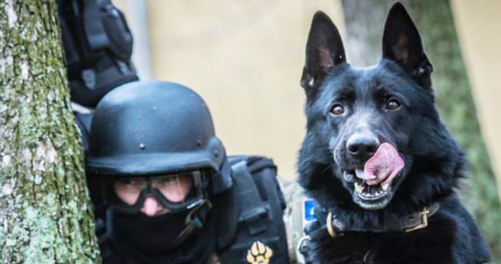 kutya, rendőrkutya, bagira